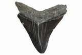 Serrated, Fossil Megalodon Tooth - South Carolina #299732-2